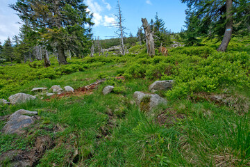 Szlak Szklarska Poręba © Rafal