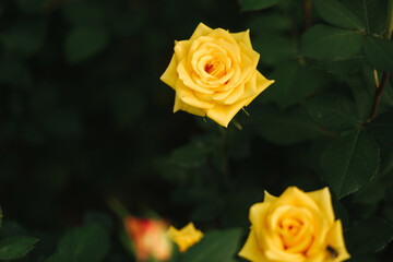 Close up of yellow roses in greenhouse