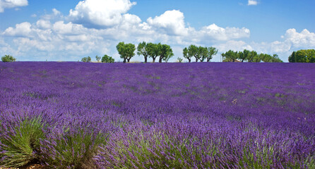Obraz premium Tief-lilanes Lavendelfeld mit Bäumen am Horizont, Provence, Frankreich, Panorama