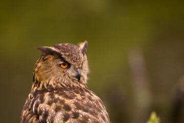 Beautiful staring eagle-owl (bubo bubo)