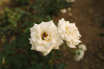 Close up of beautiful white rose in greenhouse