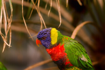 Australian rainbow lorikeet (Trichoglossus moluccanus)