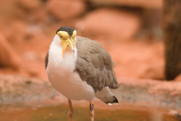 Portrait of the masked lapwing (vanellus miles)