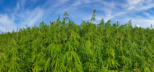 canabis on marijuana field farm sativa weed hemp hash plantation panorama