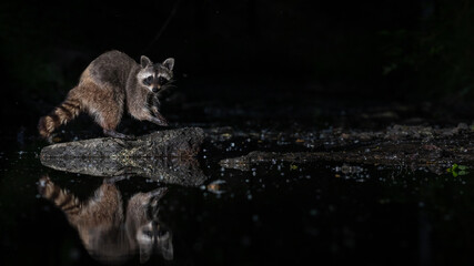 Waschbär mit Spiegelung in einem Kanal bei Nacht