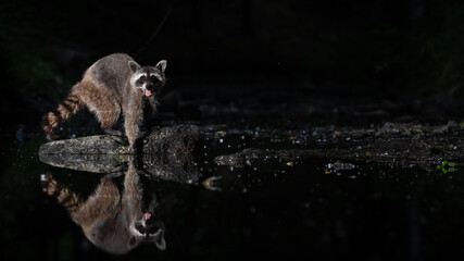 Waschbär mit Spiegelung in einem Kanal bei Nacht