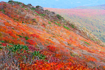 栗駒国定公園、紅葉の栗駒山。栗原、宮城、日本。10月上旬。
