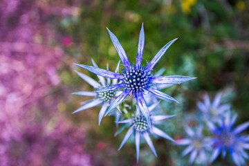 pretty blue purple wild flower, eryngium bourgatii, flowering in summer in Palencia, Spain.