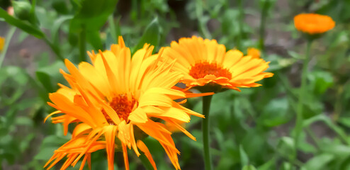 Kolorowy żółty kwiat w ogrodzie.