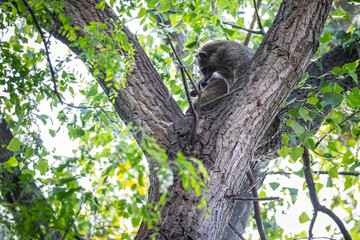 Zwei Waschbären streiten sich auf einem Baum