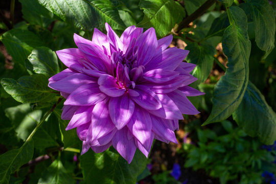 Purple Dahlia Images – Browse 65,897 Stock Photos, Vectors, and Video
