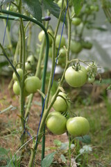 Green tomatoes in the greenhouse in the period of ripening.
