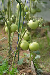 Green tomatoes in the greenhouse in the period of ripening.