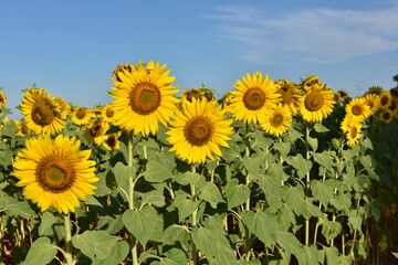 Los girasoles, vida en rural y trabajos artesanales