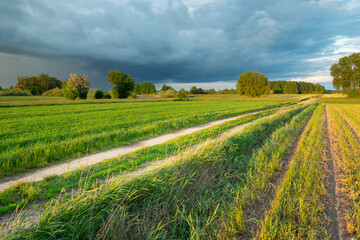 Dirt road through fields with grain and a rain cloud on the sky, summer rural landscape