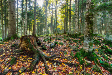 An old aged stump in a beech tree forest with fallen autumn leaves on the ground