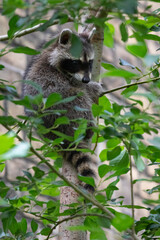 Kleiner Waschbär beim Klettern an einem Baum