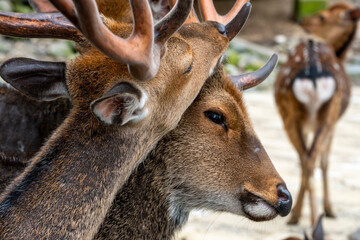 仲良しの鹿