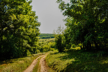 Beautiful summer rustic landscape of green nature with road