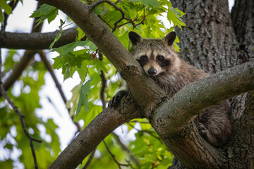 Junger Waschbär ruht sich auf einem Baum aus