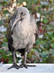 Close up of a young Hadeda Ibis