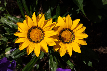 two big yellow Gazania flowers, popular yellow garden flowers for outside