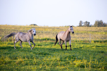 Horizontal portrait of flea-bitten gray and bay roan horses trotting around their enclosure during a golden hour summer evening, Ste. Foy rural area, Quebec City, Quebec, Canada