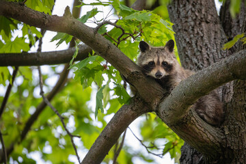 Junger Waschbär ruht sich auf einem Baum aus