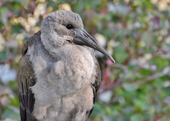 Close up of a young Hadeda Ibis