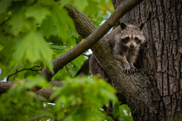 Junger Waschbär klettert an einem Baum