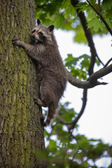 Junger Waschbär klettert an einem Baum