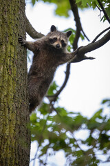 Junger Waschbär klettert an einem Baum