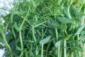 Obraz premium Veganism. Healthy Eating. Microgreen peas in tray.