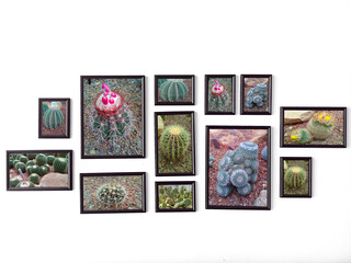 Echinocactus grusonii, Plant cactus typical of southern hemisphere countries. Wooden picture frame on the wall.