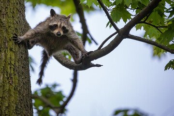 Junger Waschbär klettert an einem Baum