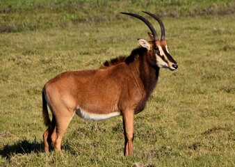 Close up of a Sabel Antelope on a meadow