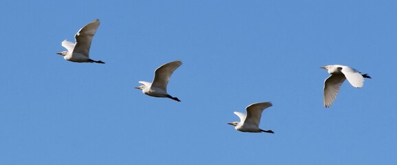 close up of Cattle egrets flying in formation