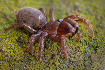 Atypus muralis (Atypidae), a mygalomorph spider, that builds silk covered tubes in soil, that can be up to one meter deep.