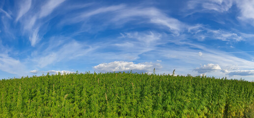 canabis on marijuana field farm sativa weed hemp hash plantation panorama