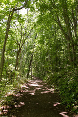 自然、緑、植物、樹木、散策、ハイキング、ウォーキング、散歩、葉、木、森、木の葉