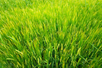 Fototapeta na wymiar Green barley ears, view from above