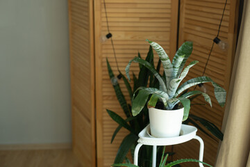 Sansevieria plants on table in modern room