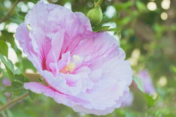 pink hibiscus flower, close-up, bokeh