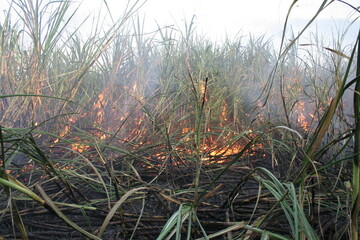 CANA-DE-AÇÚCAR
