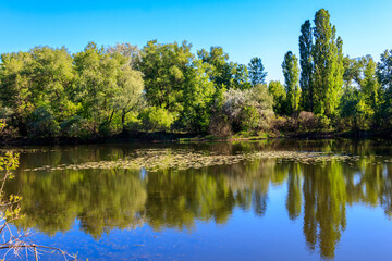 View of a beautiful lake in a green forest
