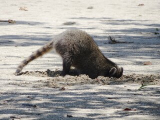 穴を掘るカニクイアライグマ（コスタリカ）