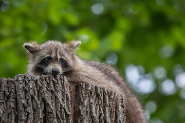 Müder Waschbär auf dem Schlafbaum am Morgen