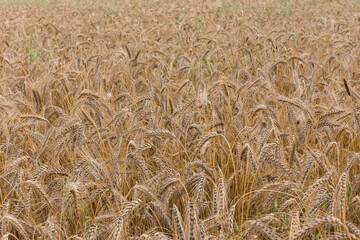 El trigo, proceso de  siembre, recogida y su elaboración