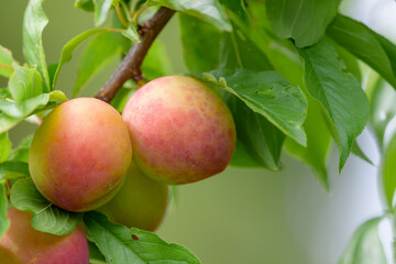 Fruit of a Japanese plum tree, on the branch