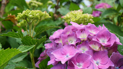 Light purple flowering Hortensia (Hydrangea macrophylla) among the green leaves in the garden, the color of the flower is affected by the soil pH, an acidic soil produces more purple flowers